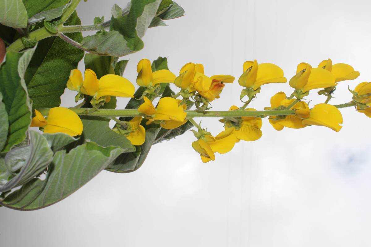 Crotalaria beddomeana Thoth. & A.A.Ansari